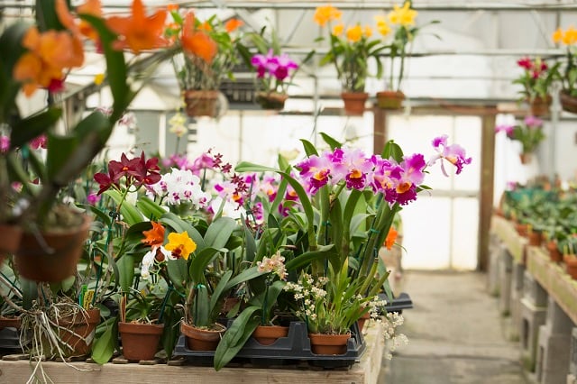 Orchid plants growing in greenhouse at nursery