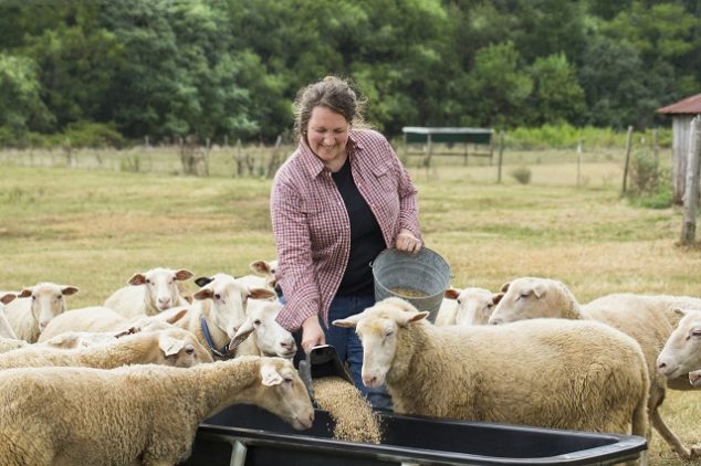 Female farmer feeding sheep in a field