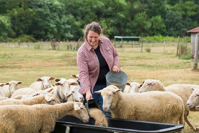 Female farmer feeding sheep in a field