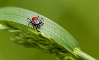 tick on an living plant leaf