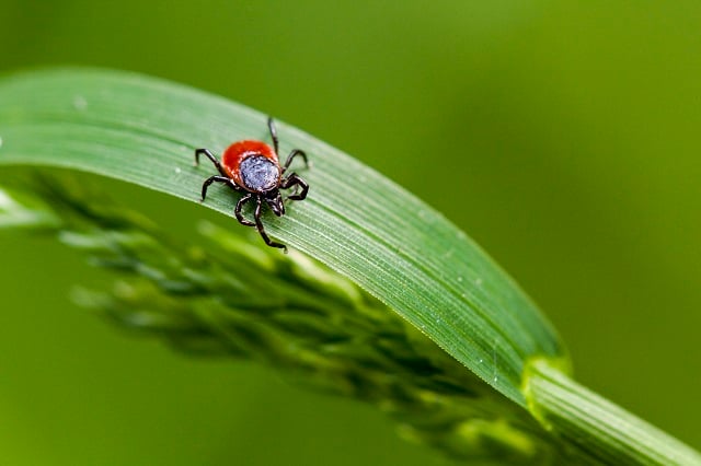 tick on an living plant leaf