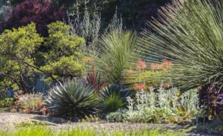 Arctostaphylos densiflora (manzanita), Agave 'Blue Glow,' Stachys byzantina, Dasylirion longissimum, Sesleria 'Greenlee'