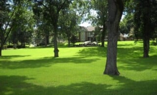 Lush green grass on a shaded lawn