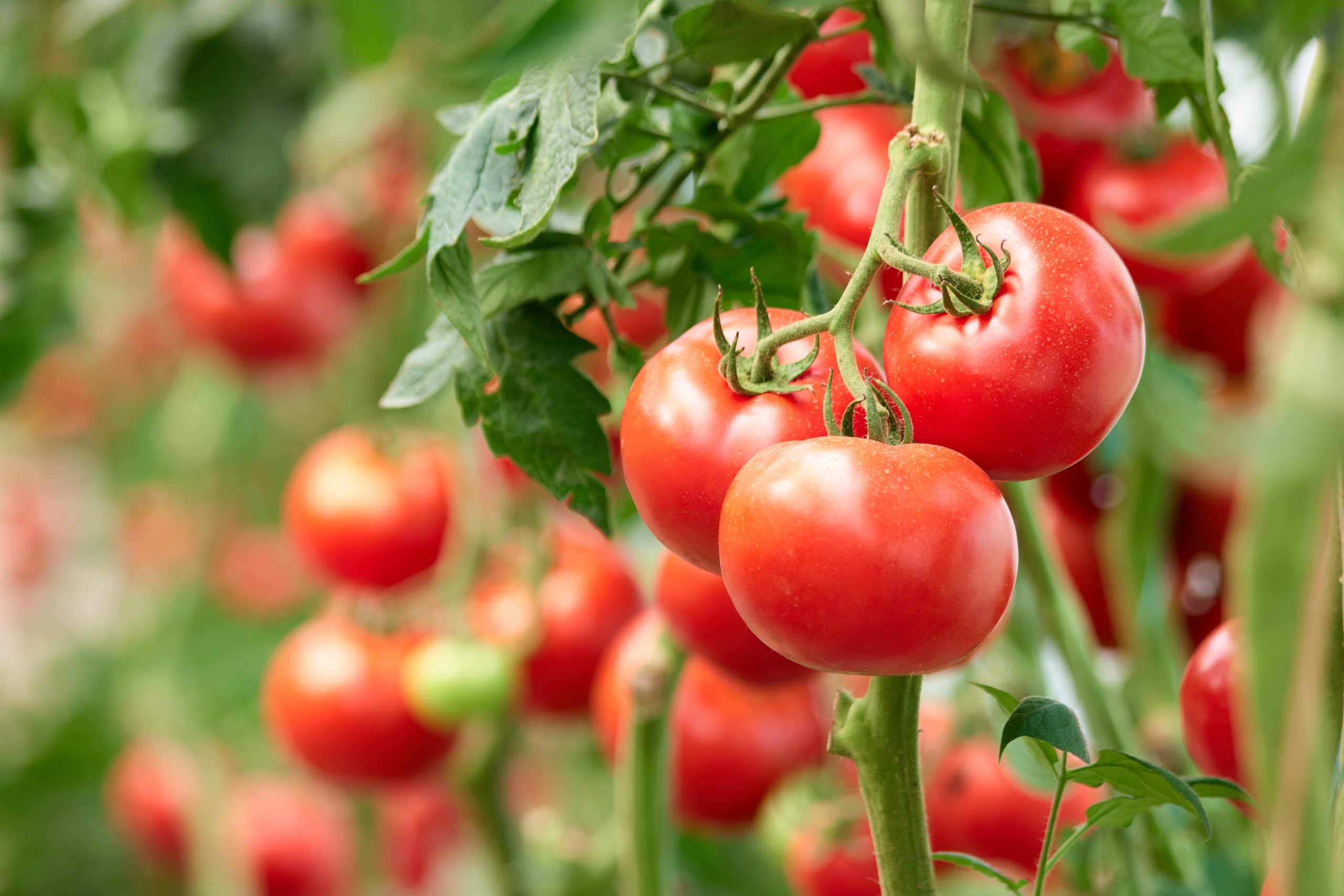 Homegrown tomatoes on the vine