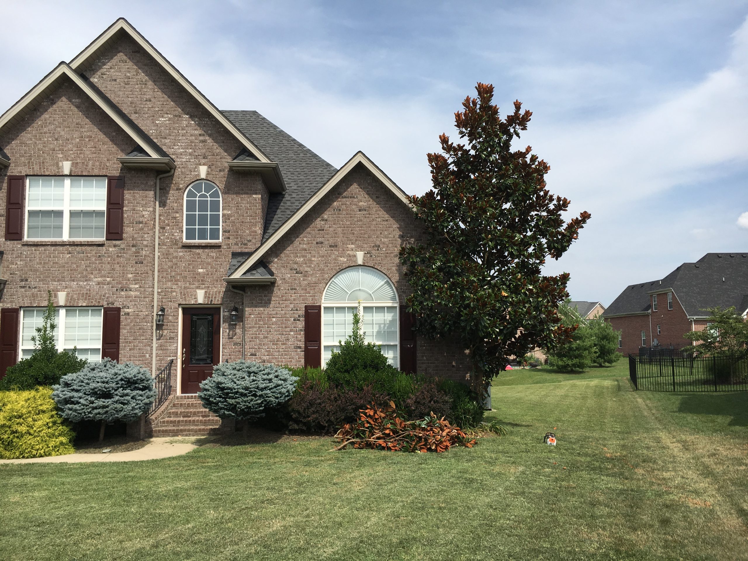 Tree in a large front yard