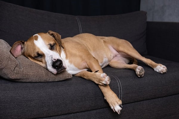 Dog sleeping on a couch