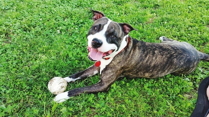 happy pit bull with ball on lawn
