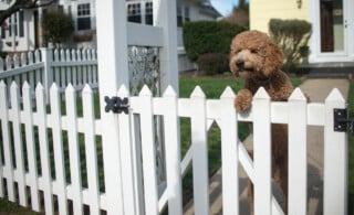 Dog on white picket garden fence in front yard of home