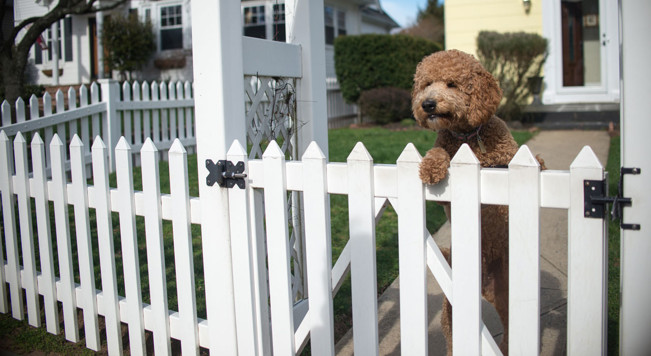 Dog on white picket garden fence in front yard of home