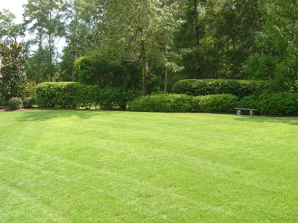 Lush green lawn and hedges