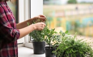 Woman cutting fresh homegrown rosemary on windowsill