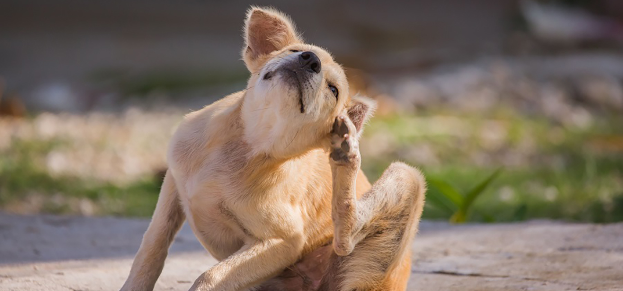 Dog scratching at fleas