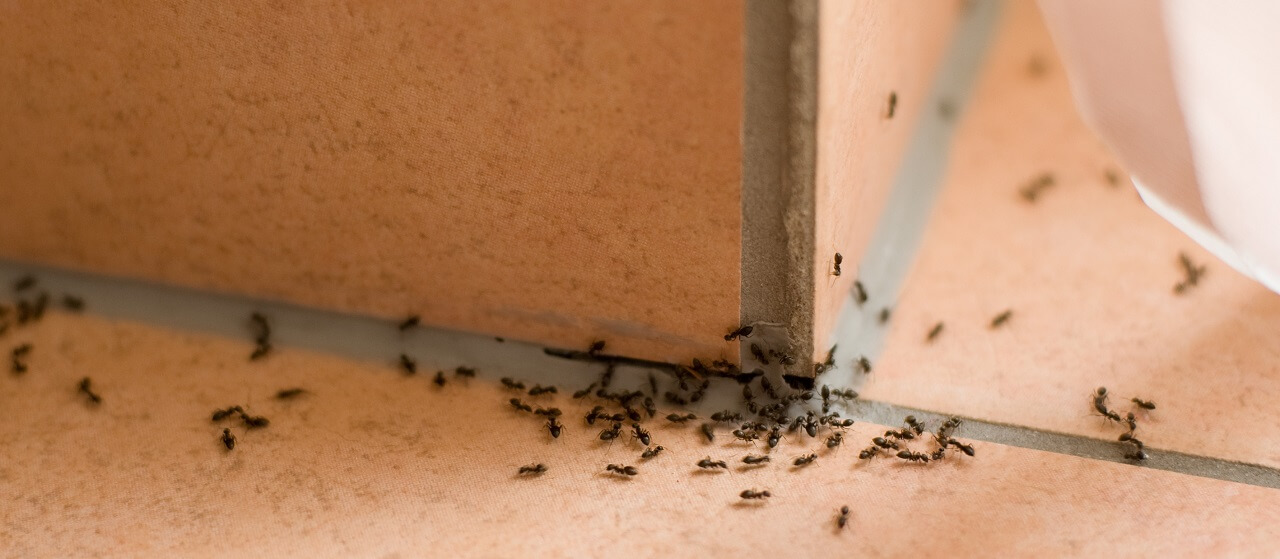 ant infestation inside on the floor