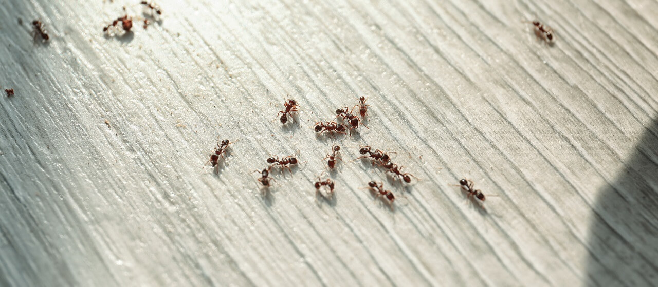 Many black ants on floor at home