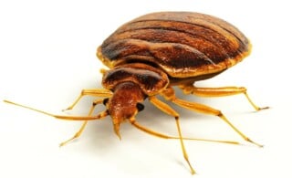 bed bug closeup