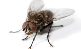 house fly