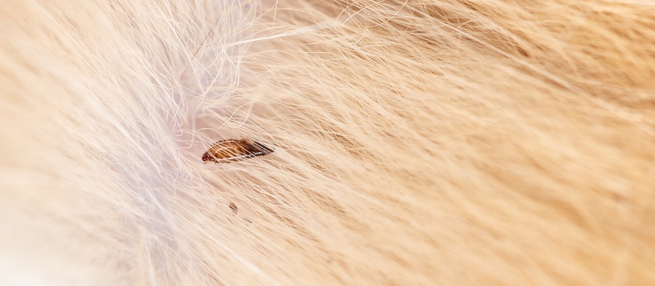 close-up of flea on cat hair