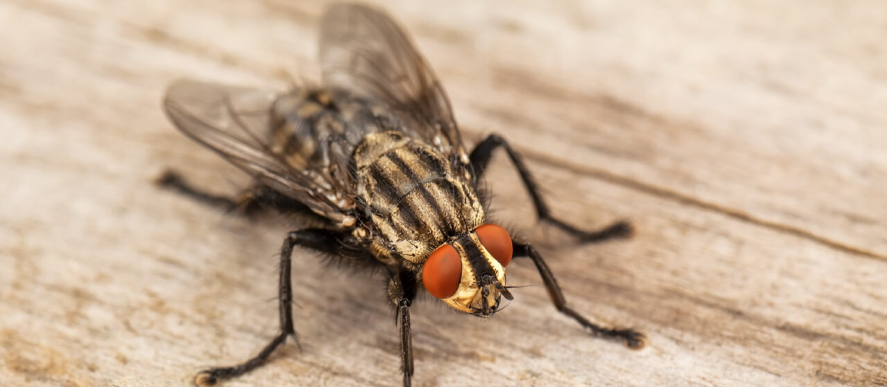 close-up of a fly