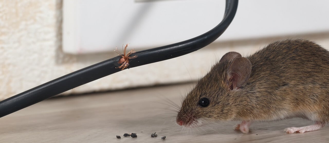 close-up of a mouse chewing a wire inside a house