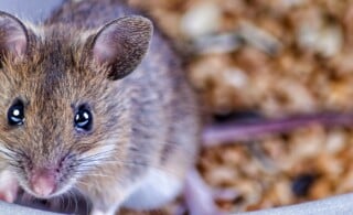 mouse near grain bowl