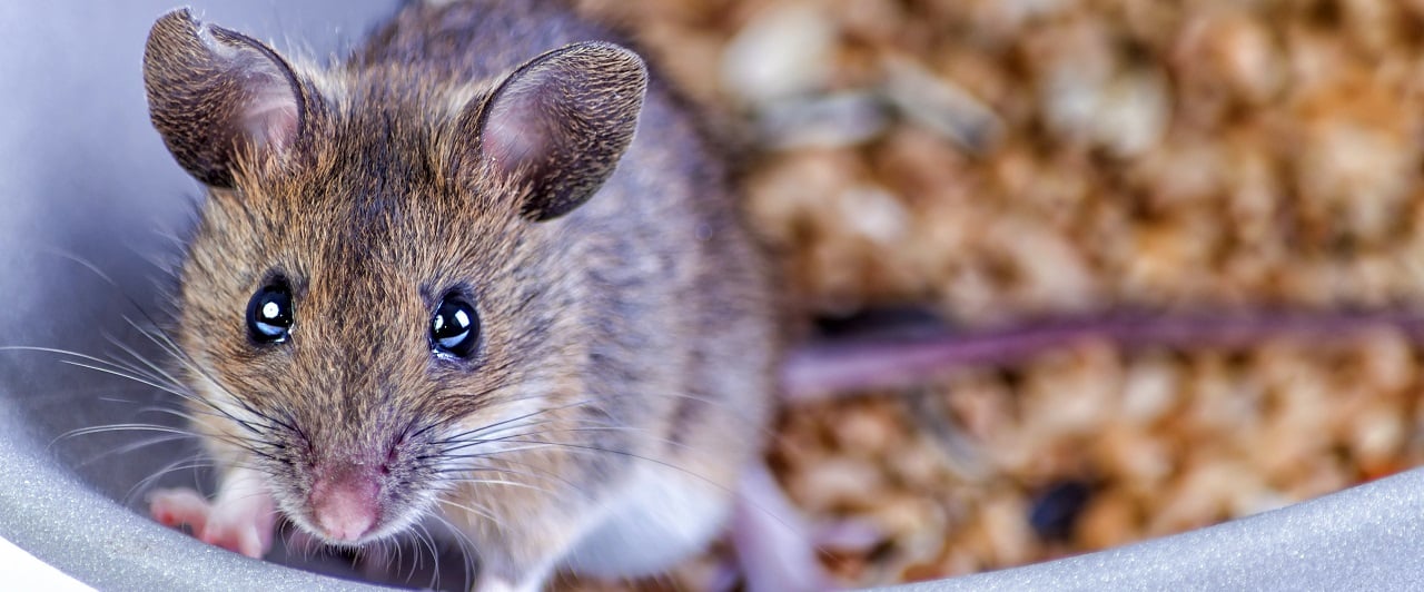 How to Keep Mice Out of Your House