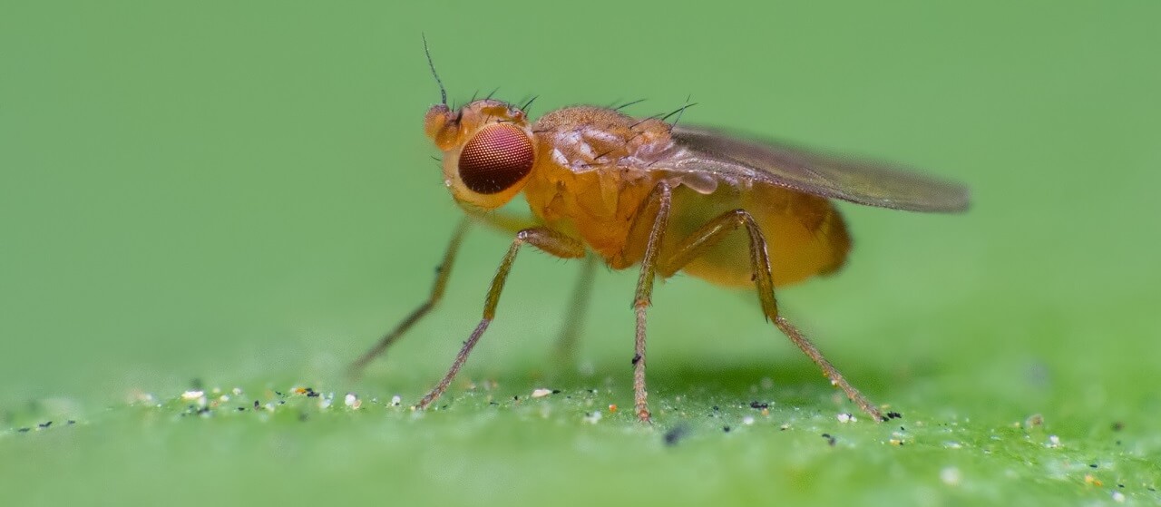 fruit fly close-up