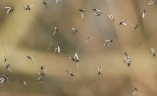 gnats caught in a trap