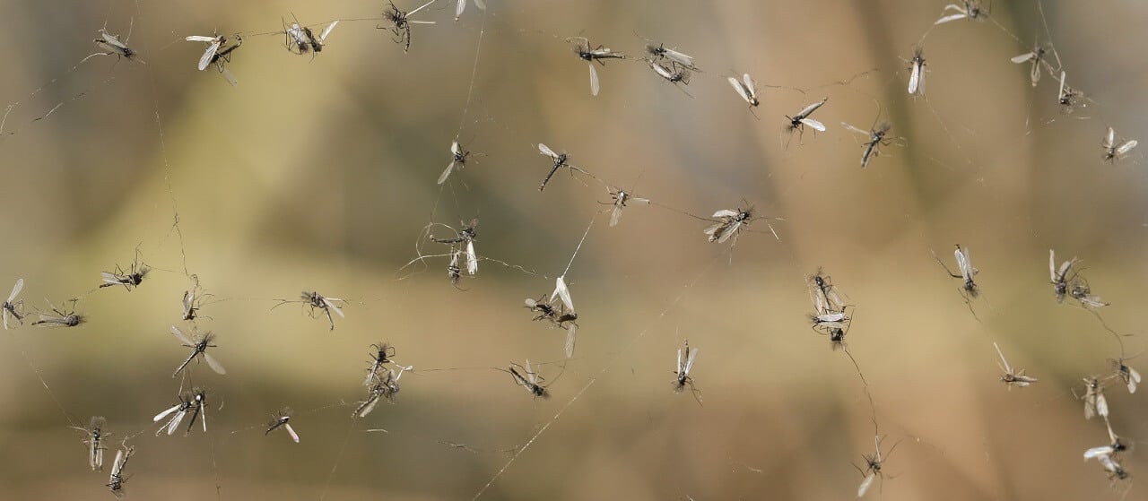 gnats caught in a trap