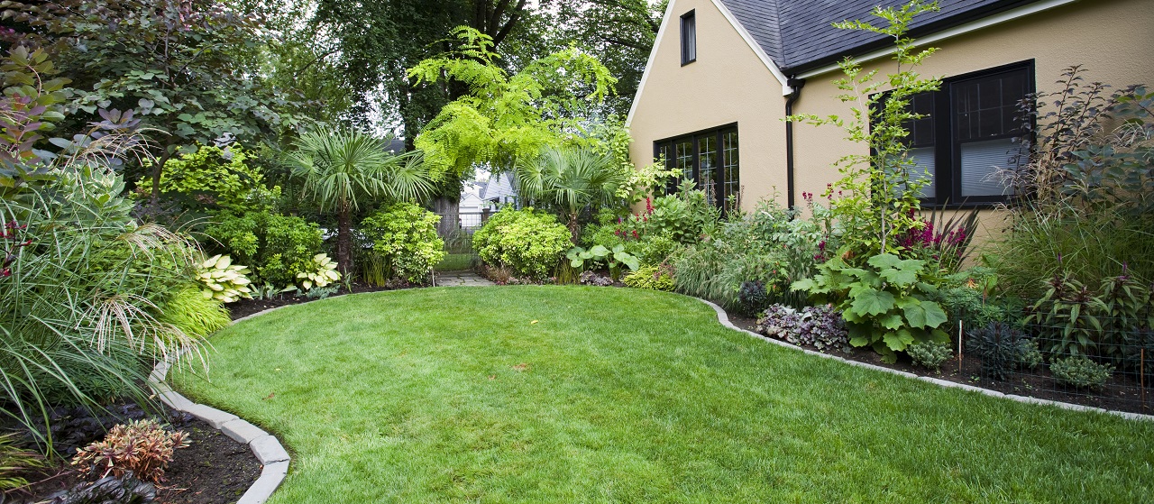 close-up of backyard landscaping