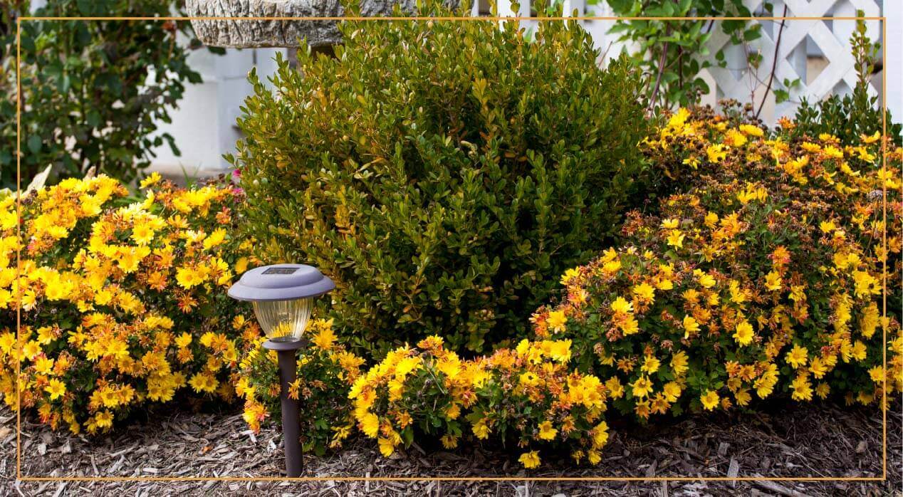 yellow chrysanthemums in a garden