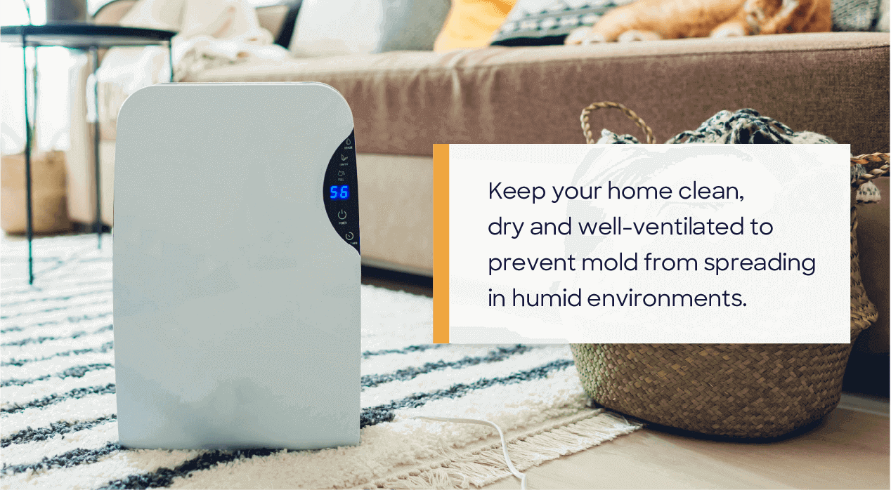 keep your home clean, dry and well-ventilated to prevent mold from spreading in humid environments.