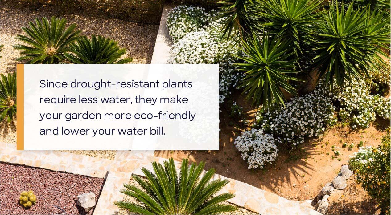 drought tolerant plants in front yard