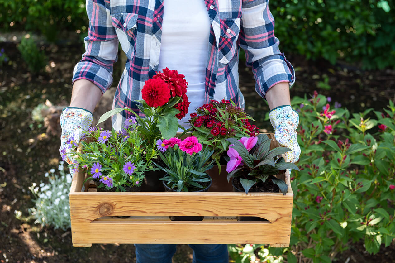 gardener holding box planter with flowers