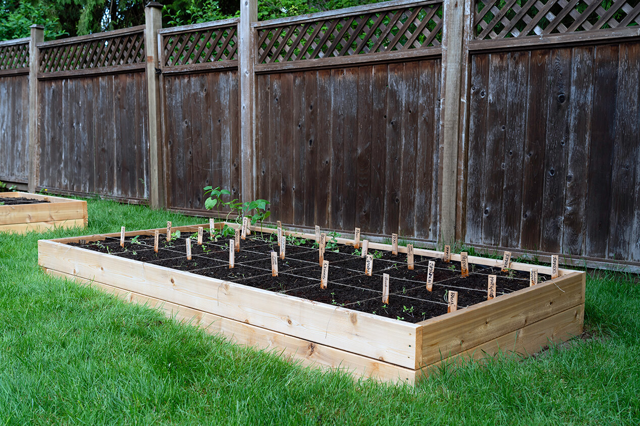 rasied garden bed outside