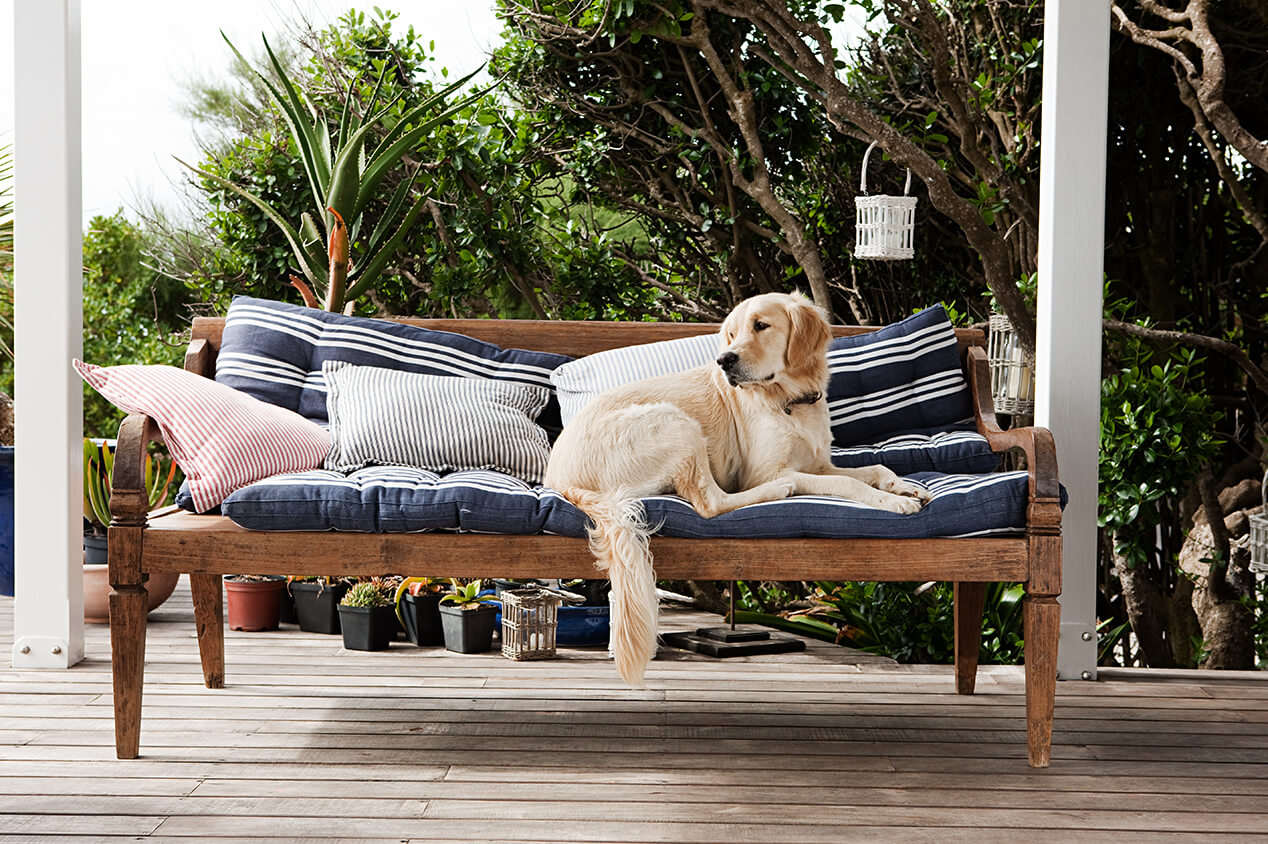 dog sitting on outdoor sofa