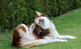 dog in yard scratching their ear