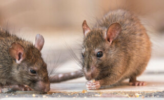 two rats eating seeds in house