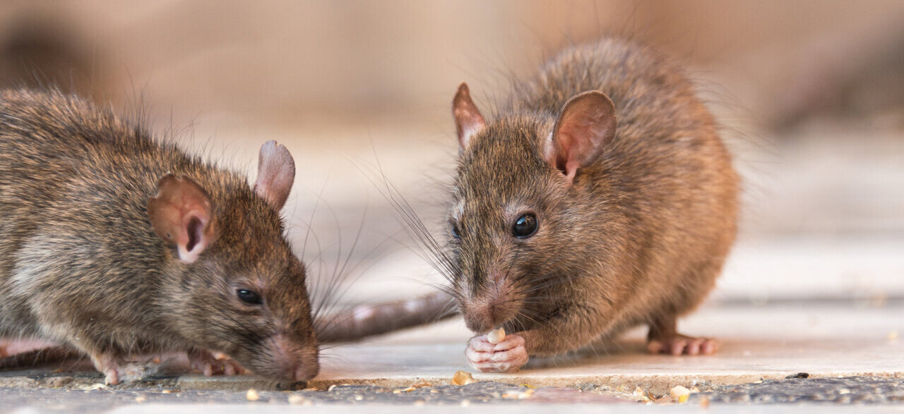 two rats eating seeds in house