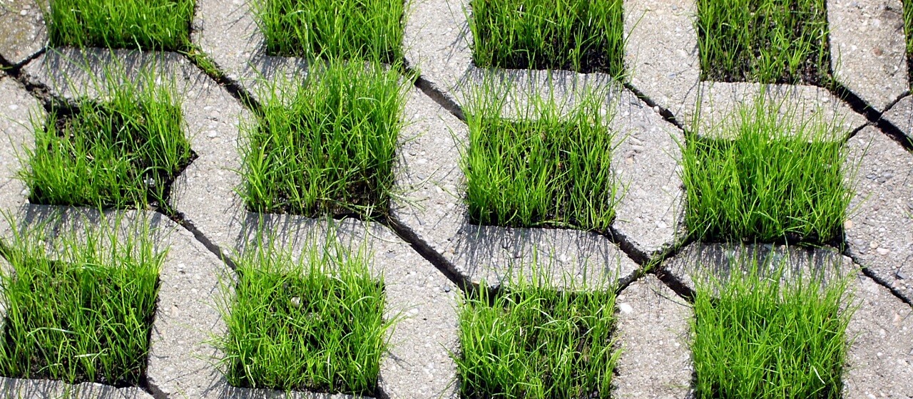 close up of grass and concrete driveway