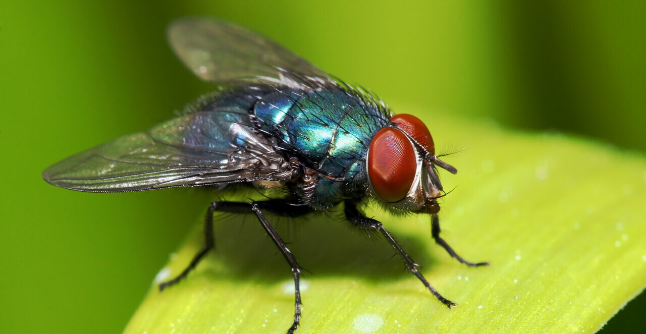 House fly on leaf outside