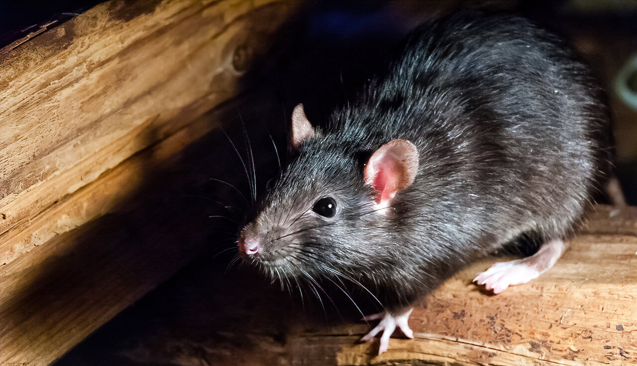 black rat inside walls in home