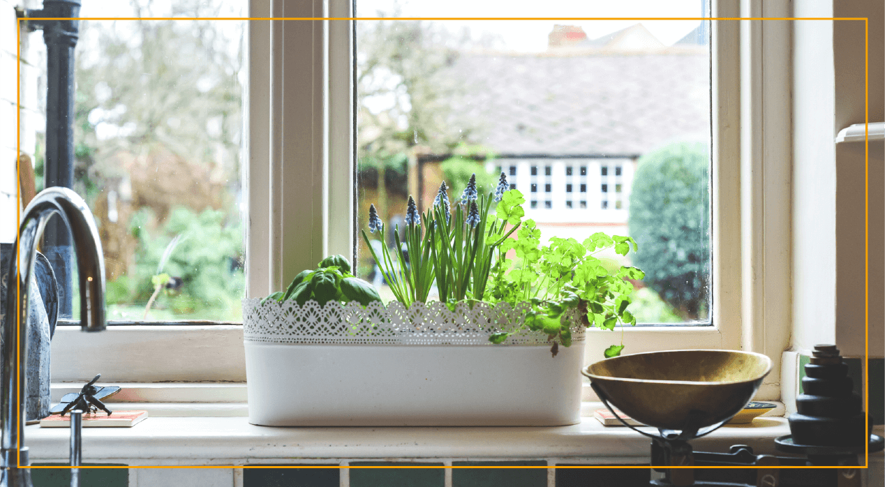 Window garden box with growing herbs