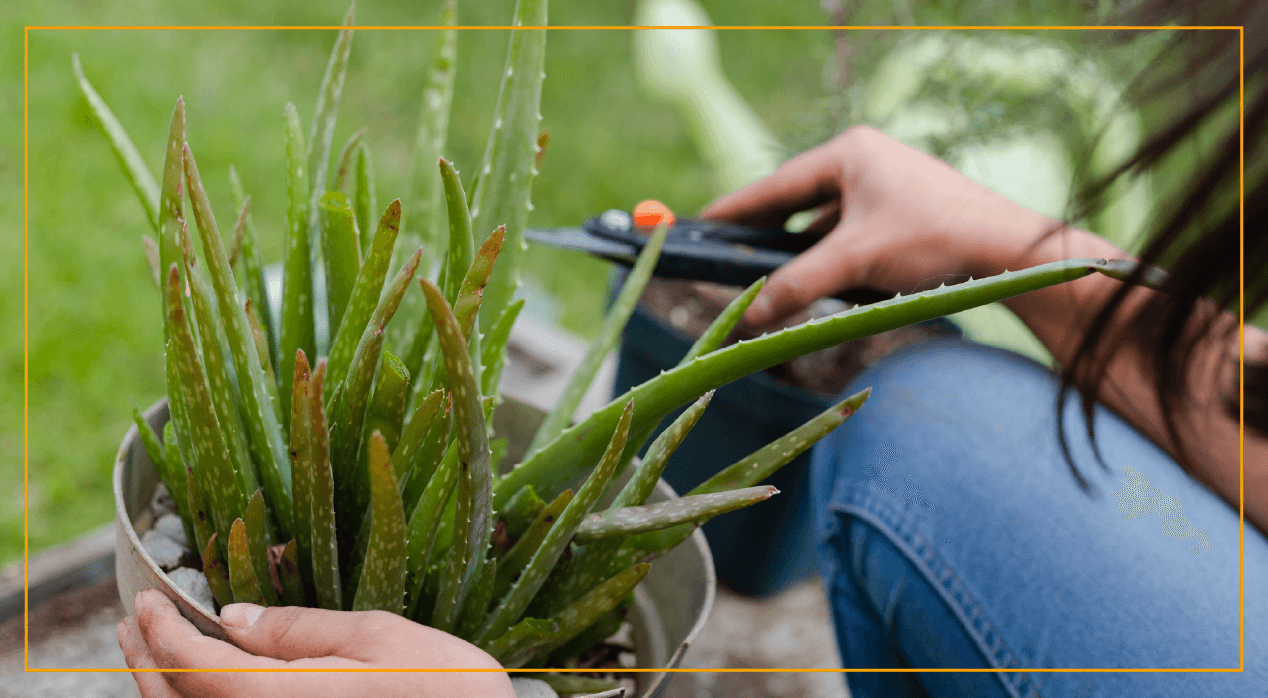 Woman trimming a plant in backyard