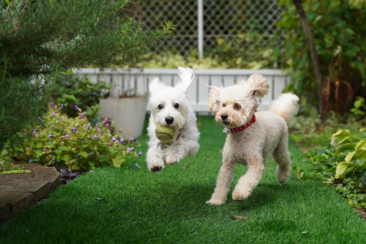 Backyard Dogs