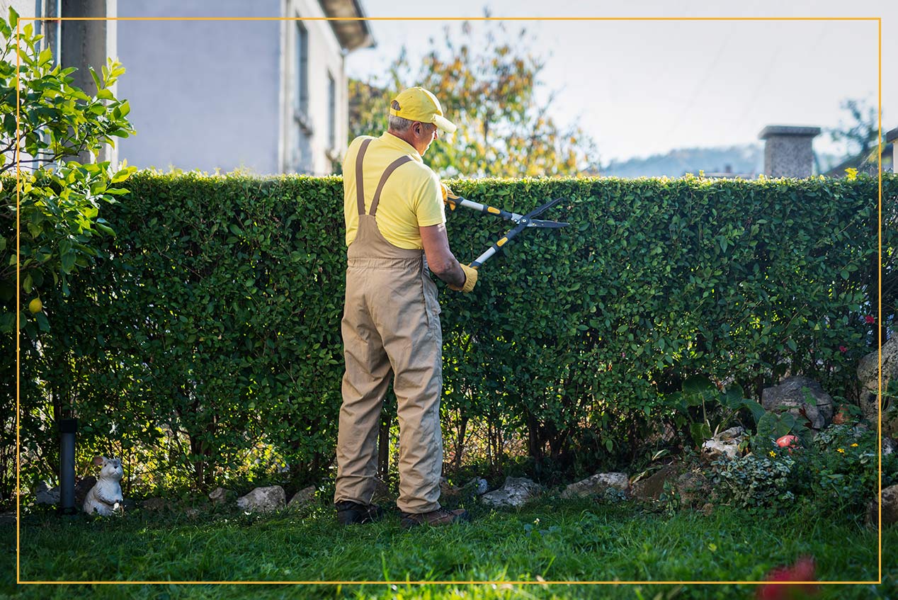 gardener trimming hedge 