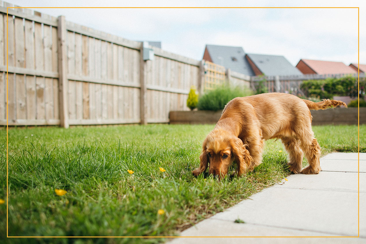 dog in backyard surrounded by wooden fence