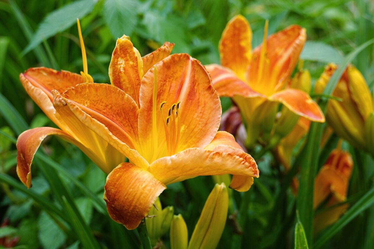 daylilies