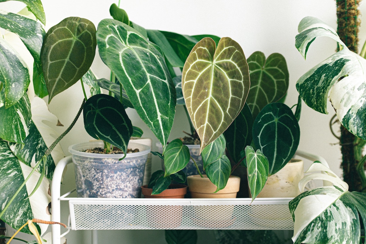 shelf of houseplants